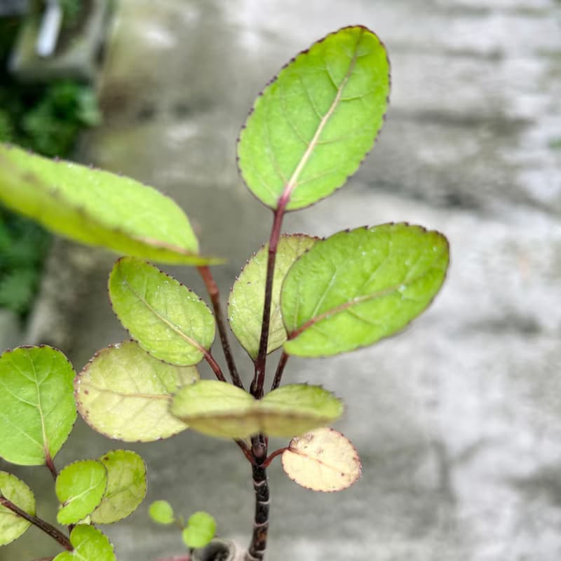 植栽 室內盆栽 虹玉福祿桐 吸水盆栽