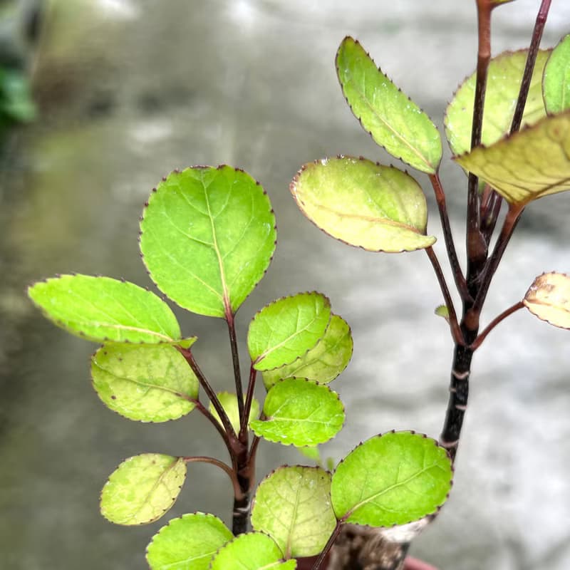 植栽 室內盆栽 虹玉福祿桐 吸水盆栽