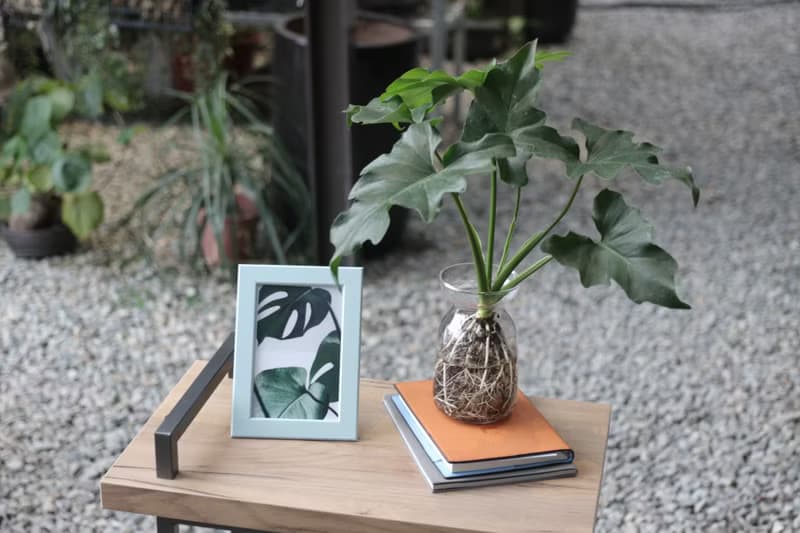水培植栽│小天使蔓綠絨_室內植物 辦公室盆栽 店內布置