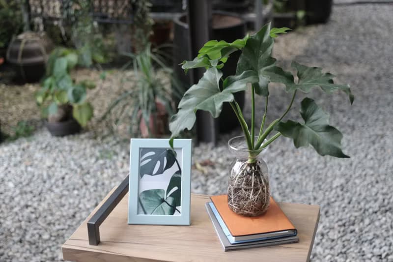 水培植栽│小天使蔓綠絨_室內植物 辦公室盆栽 店內布置