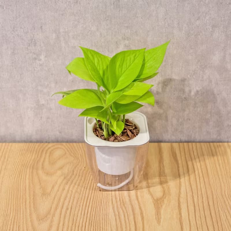 萊姆黃金葛 免澆水方形盆栽 室內植物 觀葉植物 禮物 盆栽