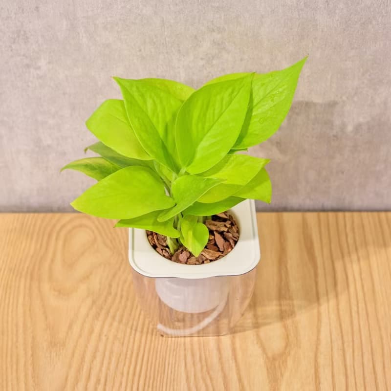 萊姆黃金葛 免澆水方形盆栽 室內植物 觀葉植物 禮物 盆栽