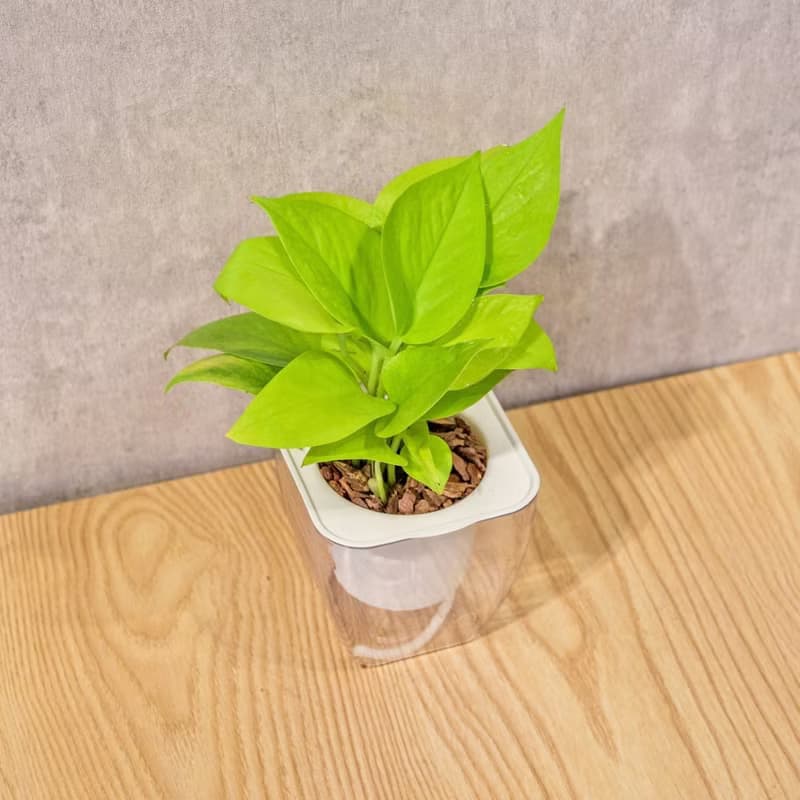 萊姆黃金葛 免澆水方形盆栽 室內植物 觀葉植物 禮物 盆栽