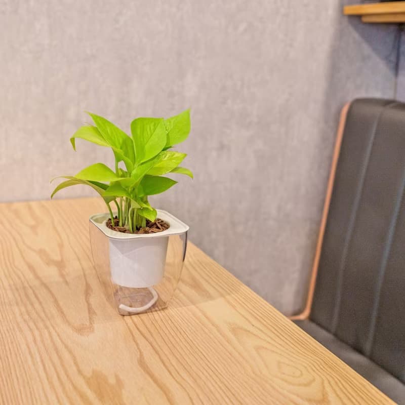 萊姆黃金葛 免澆水方形盆栽 室內植物 觀葉植物 禮物 盆栽
