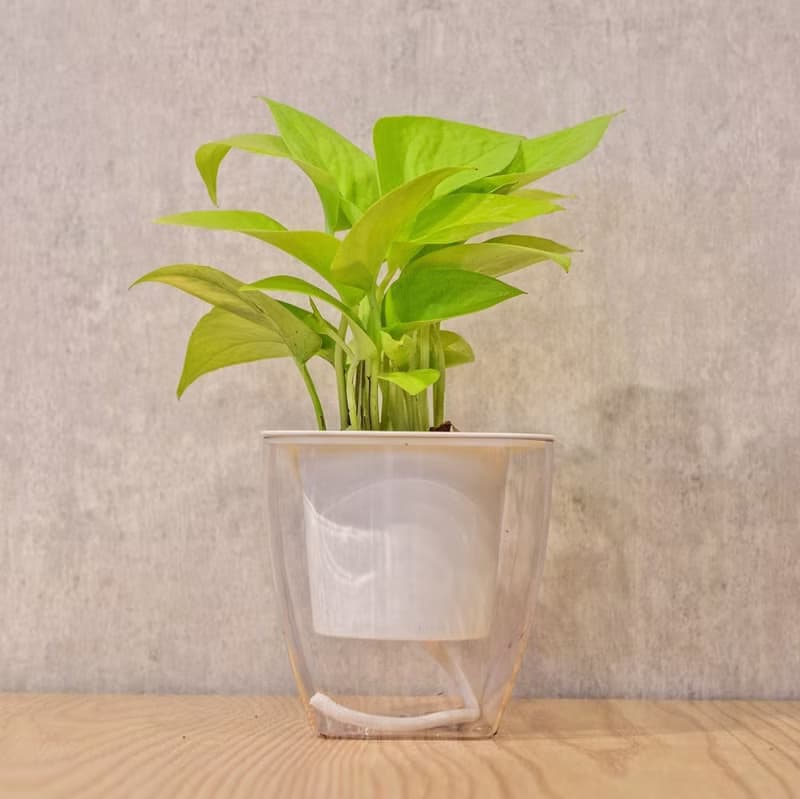 萊姆黃金葛 免澆水方形盆栽 室內植物 觀葉植物 禮物 盆栽