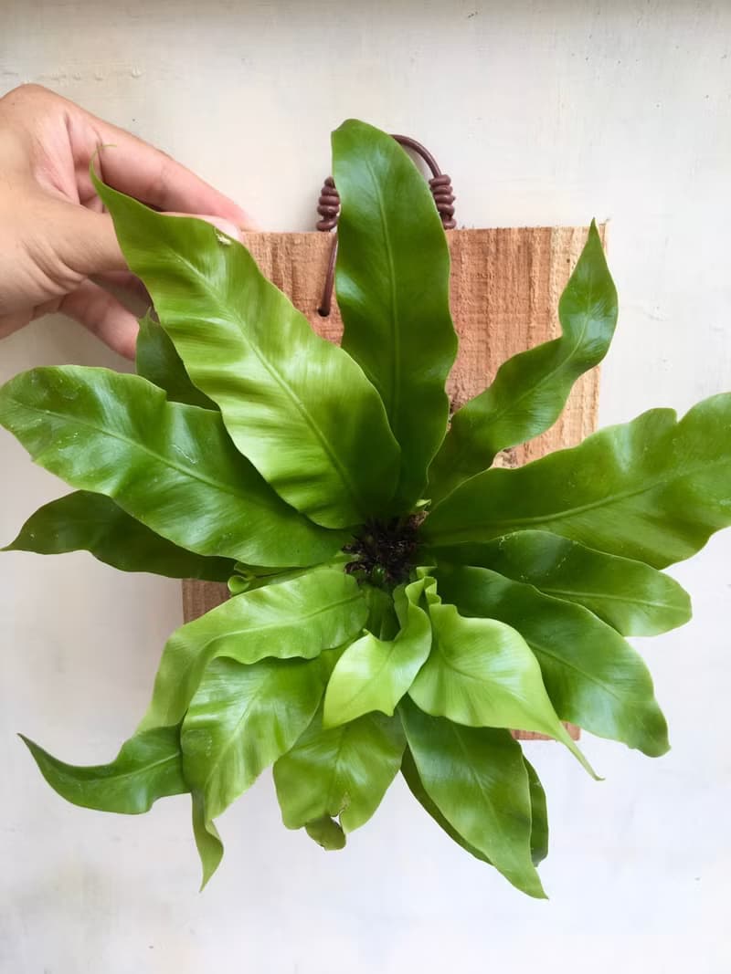 【山蘇】植物上板 居家擺飾 生日禮物 觀葉植物 室內植物 上板
