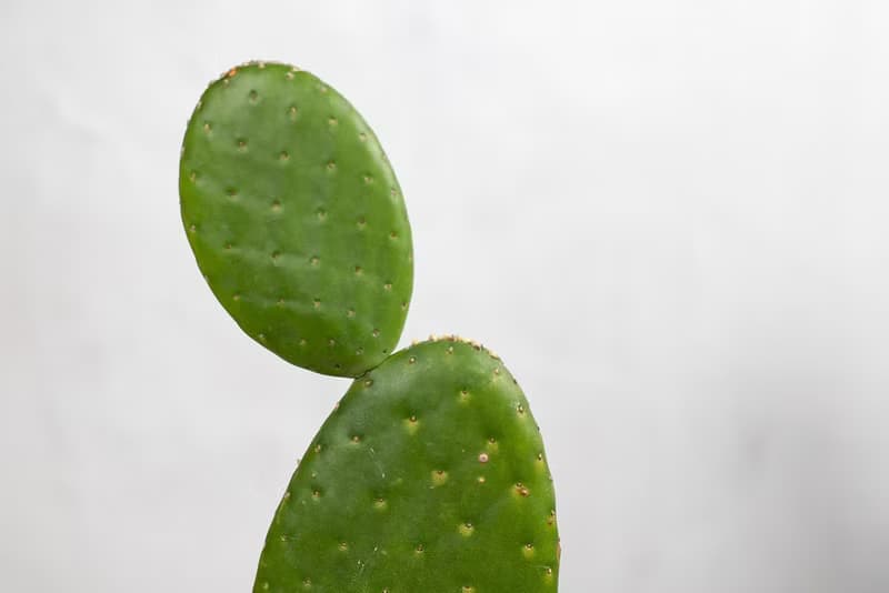 【室內盆栽】團扇仙人掌盆栽 室內植物 多肉植物 植栽 開幕送禮