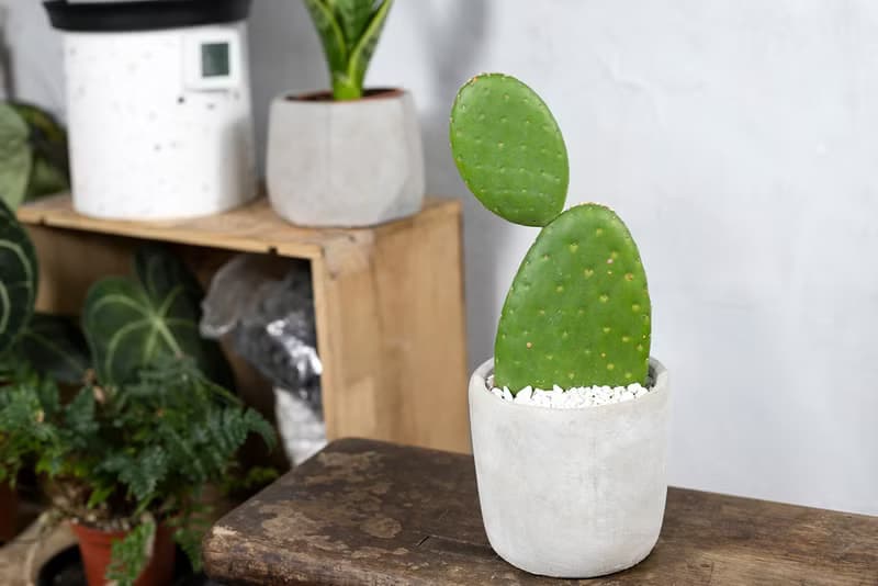 【室內盆栽】團扇仙人掌盆栽 室內植物 多肉植物 植栽 開幕送禮