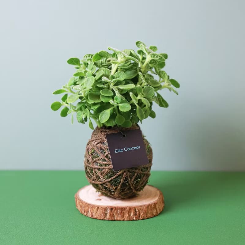 Green scene around me | 苔球植栽