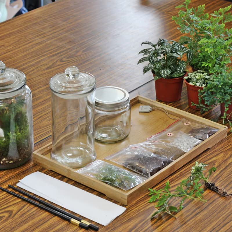 【植物生態瓶】DIY材料包+教學影片