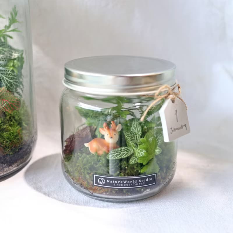 【植物生態瓶】DIY材料包+教學影片