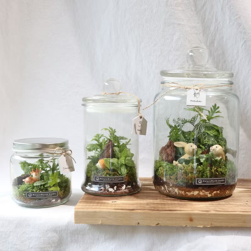 【植物生態瓶】DIY材料包+教學影片