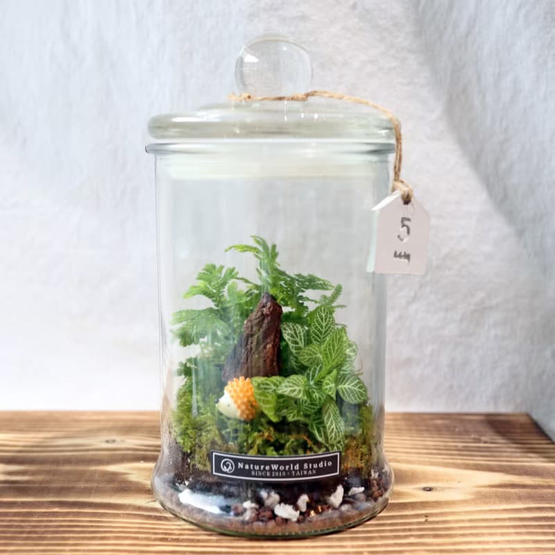 【植物生態瓶】DIY材料包+教學影片