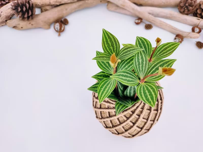 白脈椒草苔球│板植│室內植物│窗邊植物│觀葉植物