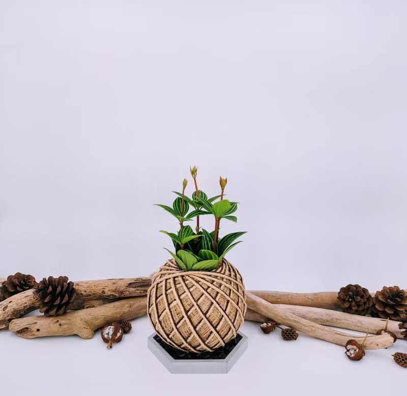 白脈椒草苔球│板植│室內植物│窗邊植物│觀葉植物