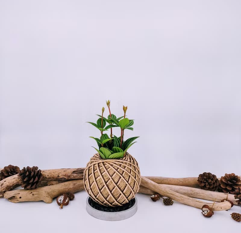 白脈椒草苔球│板植│室內植物│窗邊植物│觀葉植物