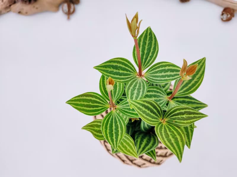 白脈椒草苔球│板植│室內植物│窗邊植物│觀葉植物