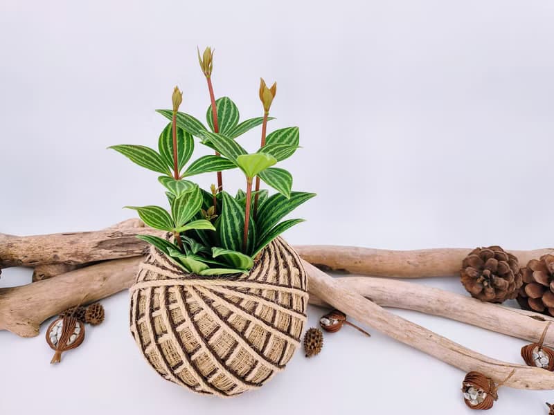 白脈椒草苔球│板植│室內植物│窗邊植物│觀葉植物