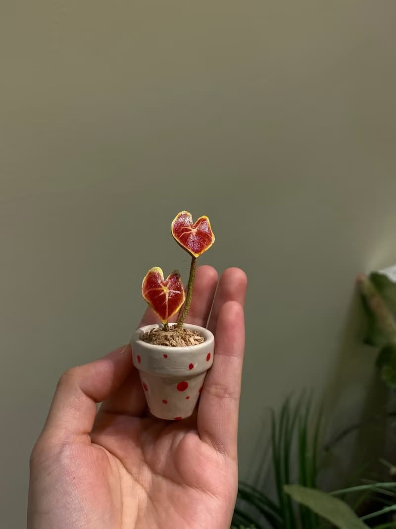 手工皮革植物系彩葉芋