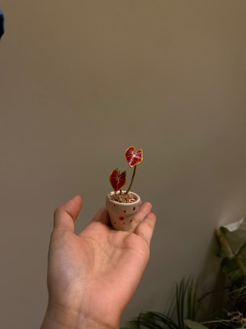 手工皮革植物系彩葉芋