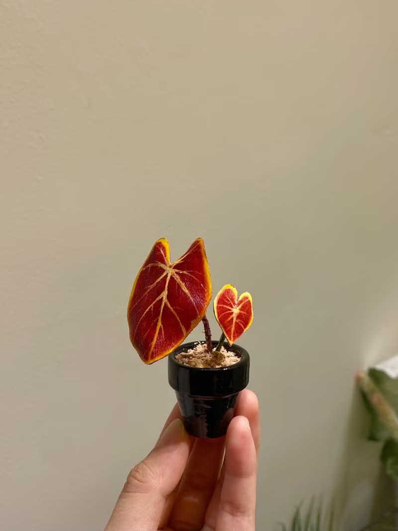 手工皮革植物系彩葉芋