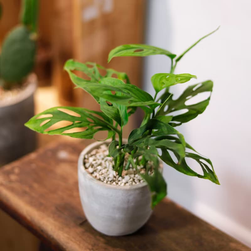 【室內盆栽】窗孔龜背芋 洞洞蔓綠絨 植栽 開幕送禮 升遷送禮