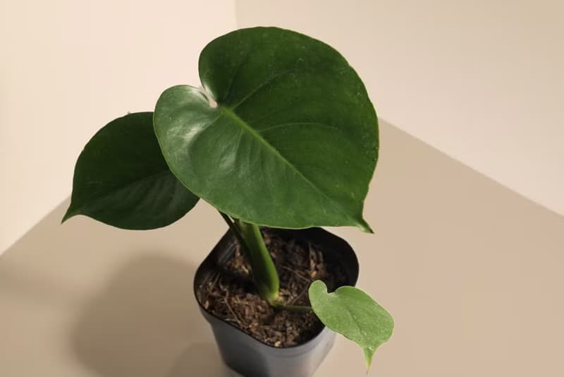 Young Monstera 小龜背竹-室內植栽