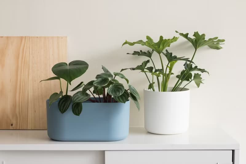 Young Monstera 小龜背竹-室內植栽