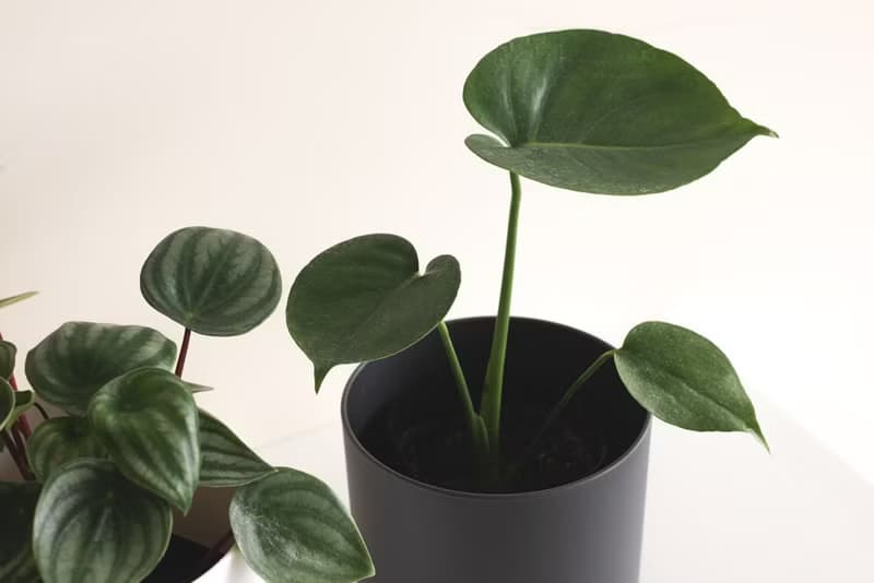 Young Monstera 小龜背竹-室內植栽
