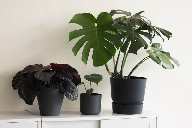Young Monstera 小龜背竹-室內植栽