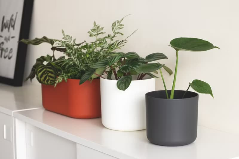 Young Monstera 小龜背竹-室內植栽