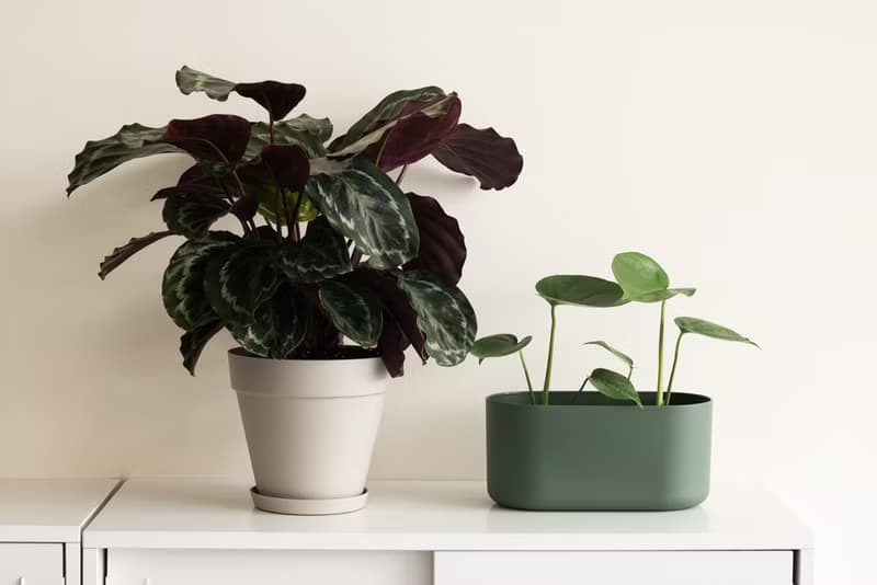 Young Monstera 小龜背竹-室內植栽