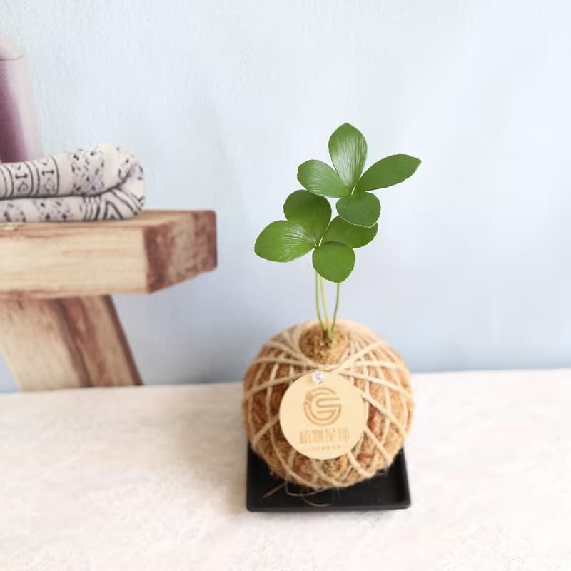 PD62幸運草鐵樹小苔球 / 辦公室植栽