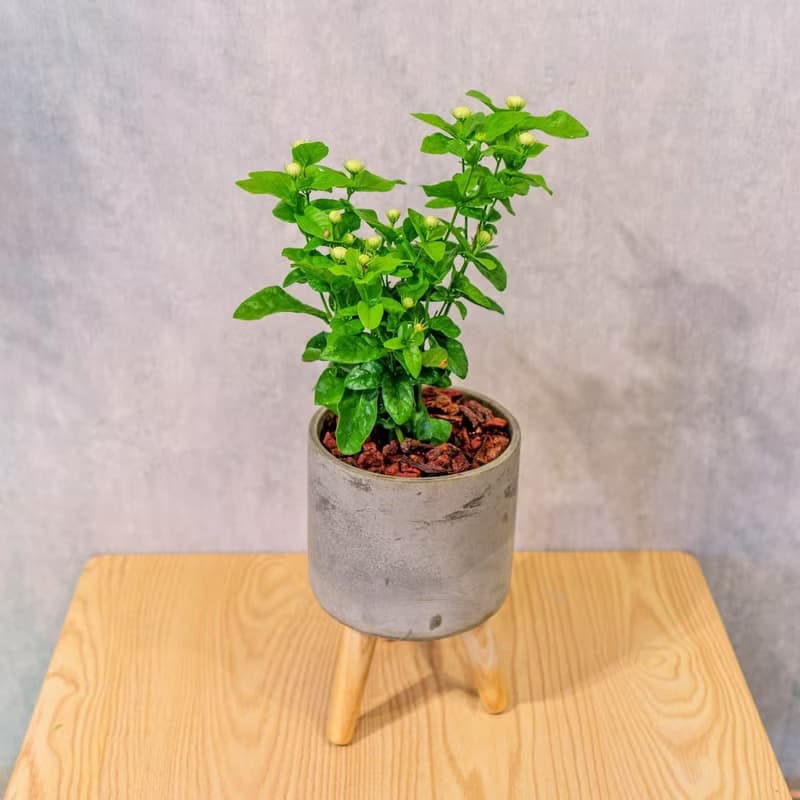 虎頭茉莉花 水泥盆栽 落地盆栽 小高木腳水泥盆栽 開幕禮 喬遷禮