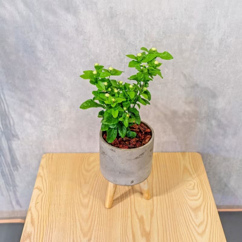 虎頭茉莉花 水泥盆栽 落地盆栽 小高木腳水泥盆栽 開幕禮 喬遷禮