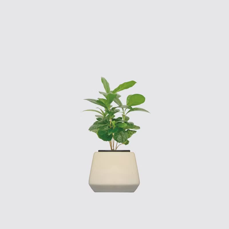 │ 方盆系列 │ 咖啡苗 - 室內植物 水耕盆栽 懶人植物