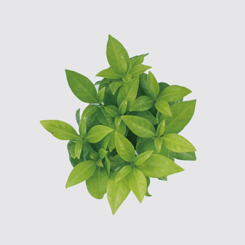 │ 方盆系列 │ 咖啡苗 - 室內植物 水耕盆栽 懶人植物