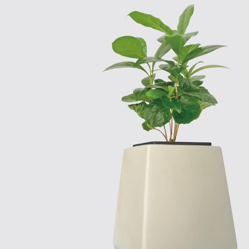 │ 方盆系列 │ 咖啡苗 - 室內植物 水耕盆栽 懶人植物