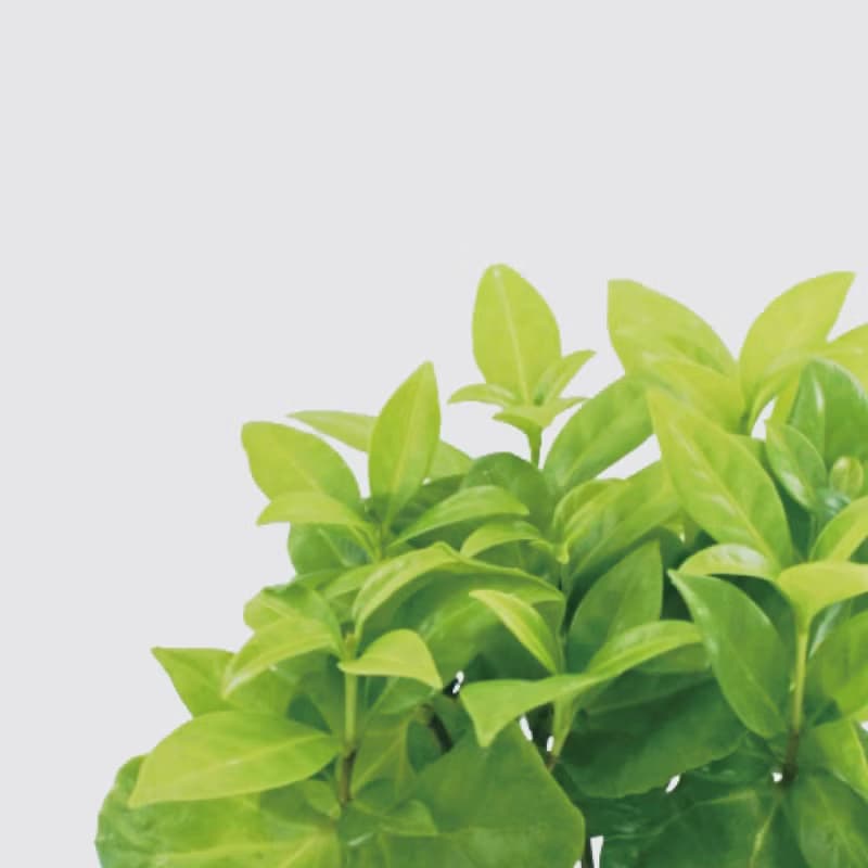 │ 方盆系列 │ 咖啡苗 - 室內植物 水耕盆栽 懶人植物