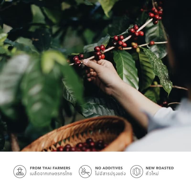 GRAPH |เมล็ดกาแฟ SIGNATURE BLEND -FRUITY FINE SET -ORANGE CHOCOLATE COOKIE 250g.