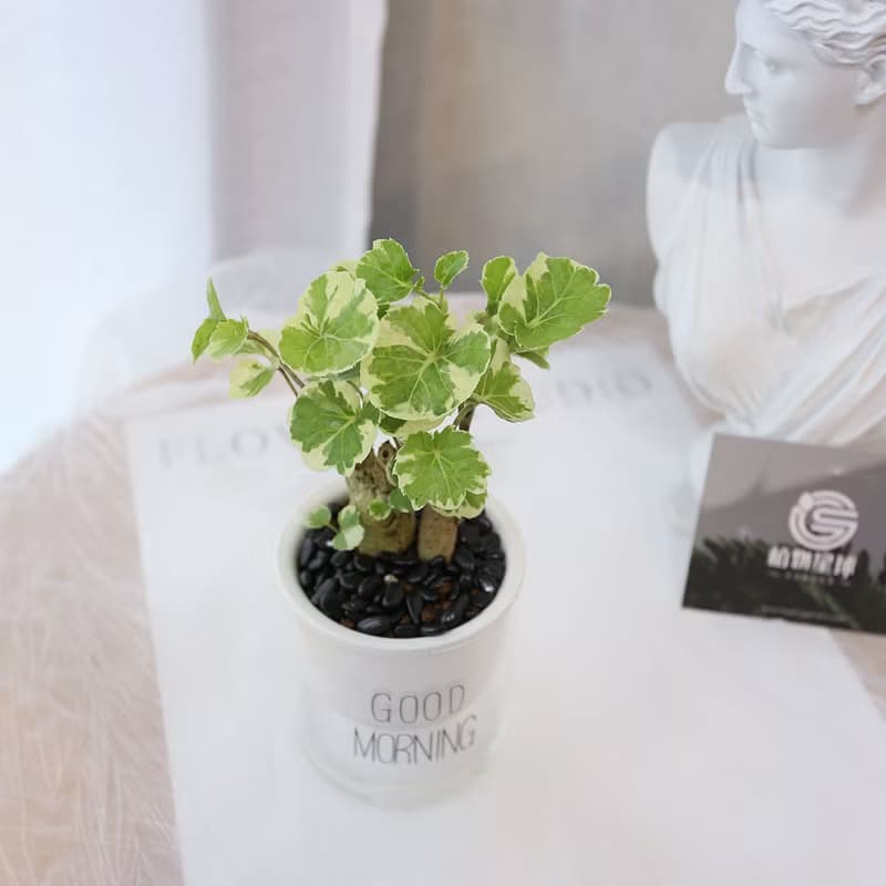 PD165黃金福祿桐吸水盆栽 / 室內植物 懶人植物