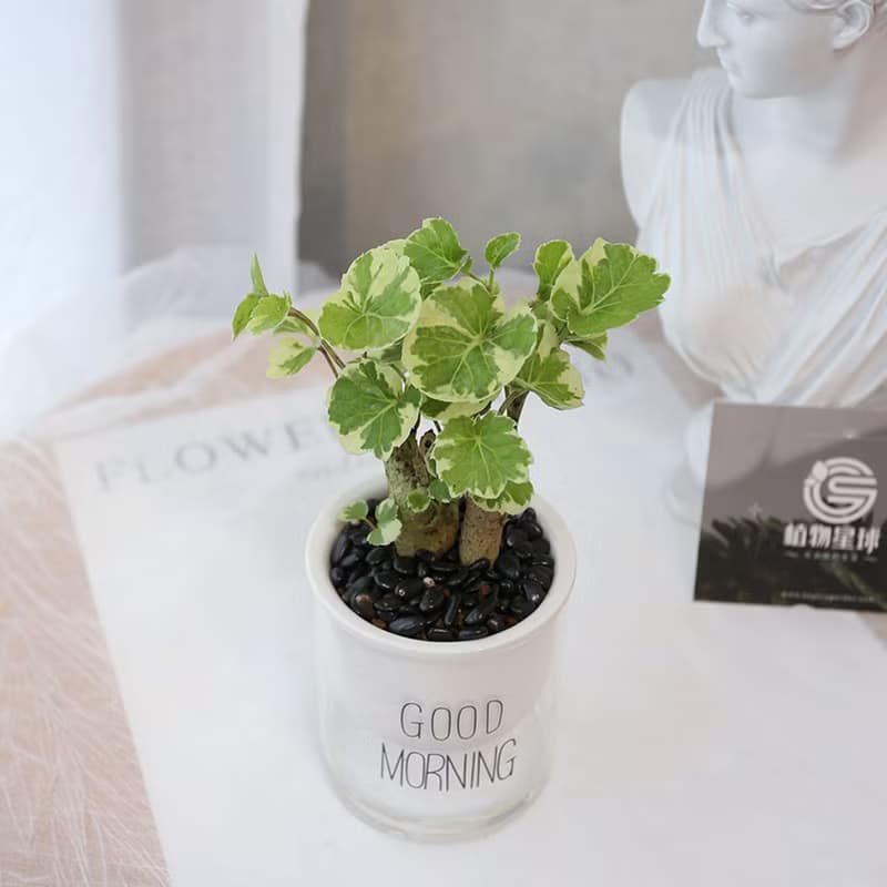 PD165黃金福祿桐吸水盆栽 / 室內植物 懶人植物