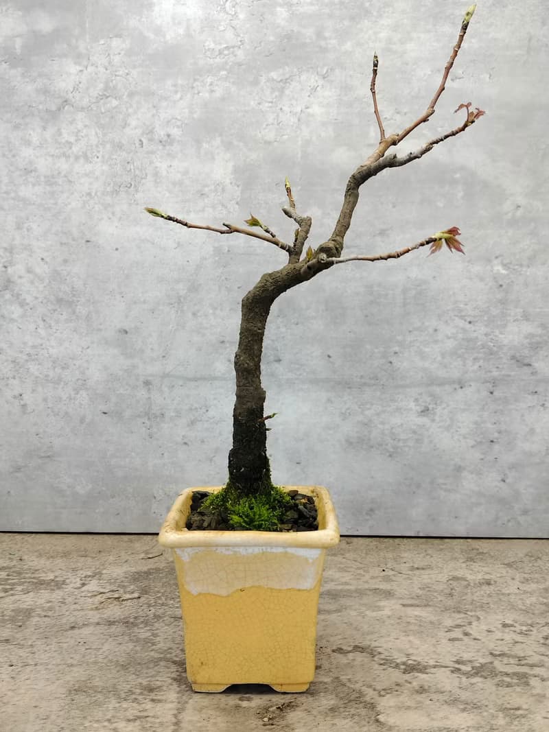 陶盆楓香盆栽