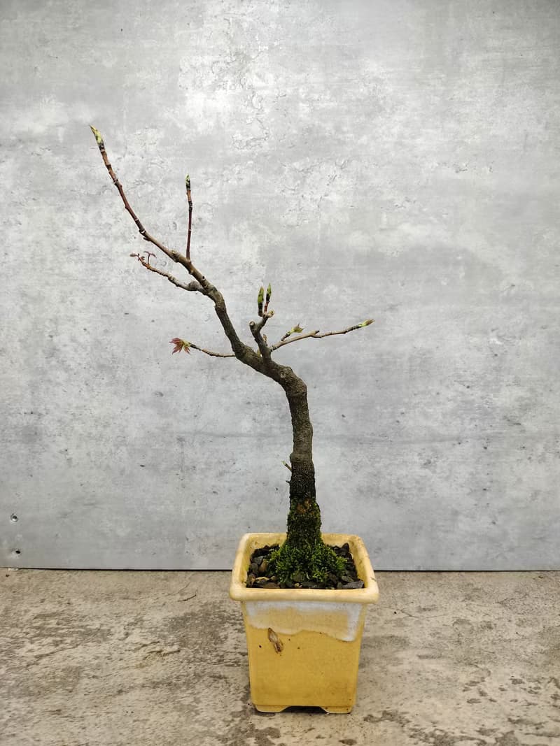 陶盆楓香盆栽