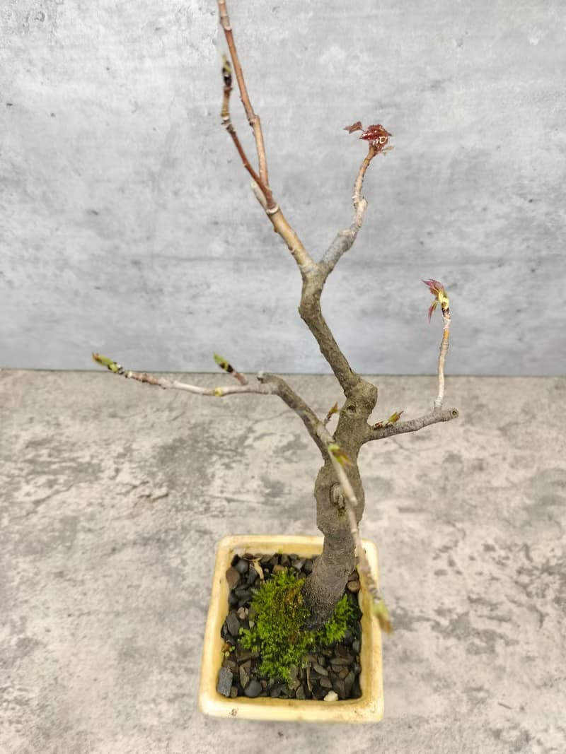 陶盆楓香盆栽