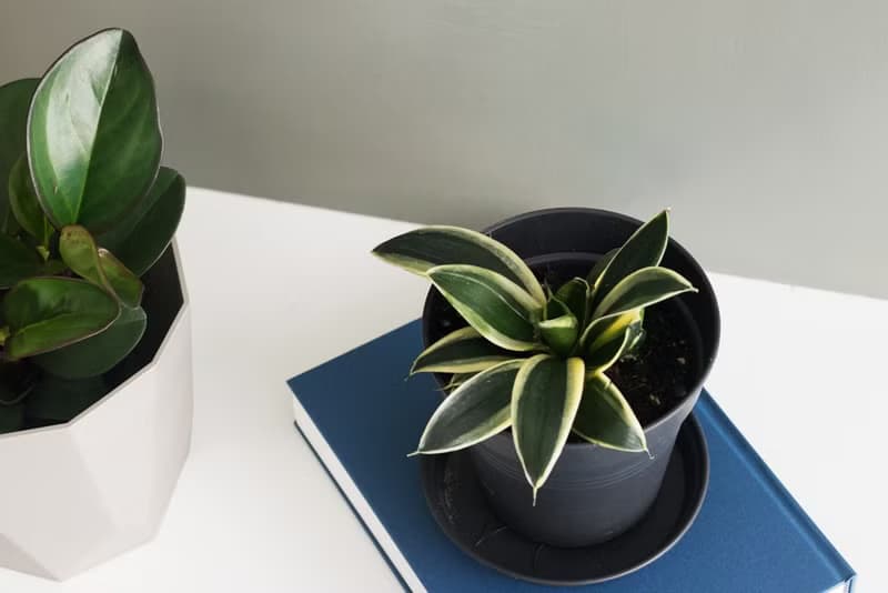 Black Star 虎尾蘭_室內植栽