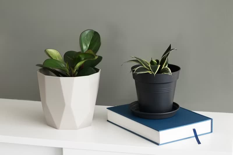 Black Star 虎尾蘭_室內植栽