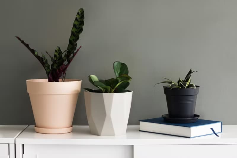 Black Star 虎尾蘭_室內植栽