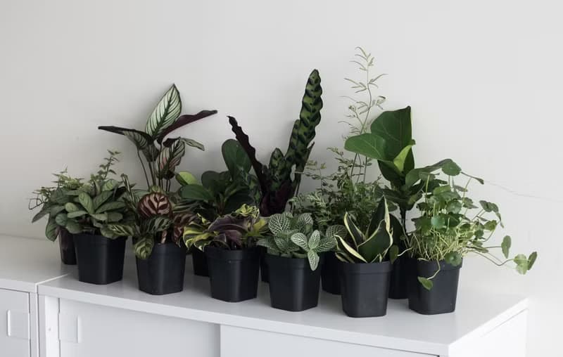 Black Star 虎尾蘭_室內植栽