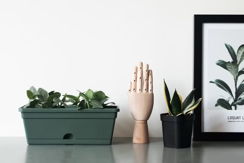 Black Star 虎尾蘭_室內植栽